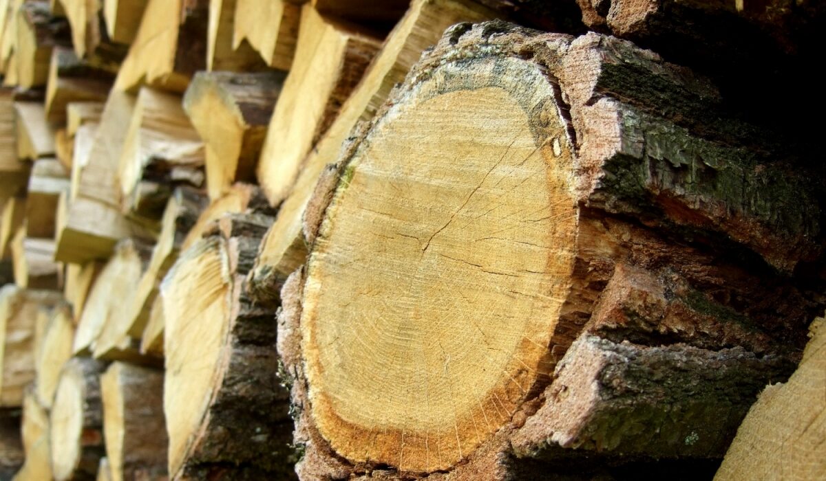 Pourquoi le bois est l’un des matériaux les plus écologiques ?