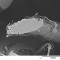 Fibres de chanvre (image MEB)