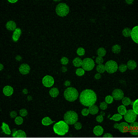 Emulsion de Pickering stabilisée par des nanolignines